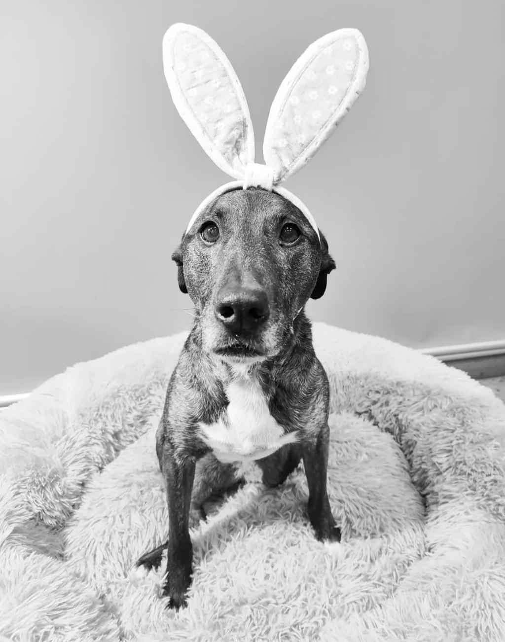 RIP Miss Moxxi. by MeandMoxxi on DeviantArt