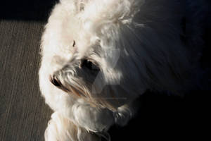 Fluffy Dog in White