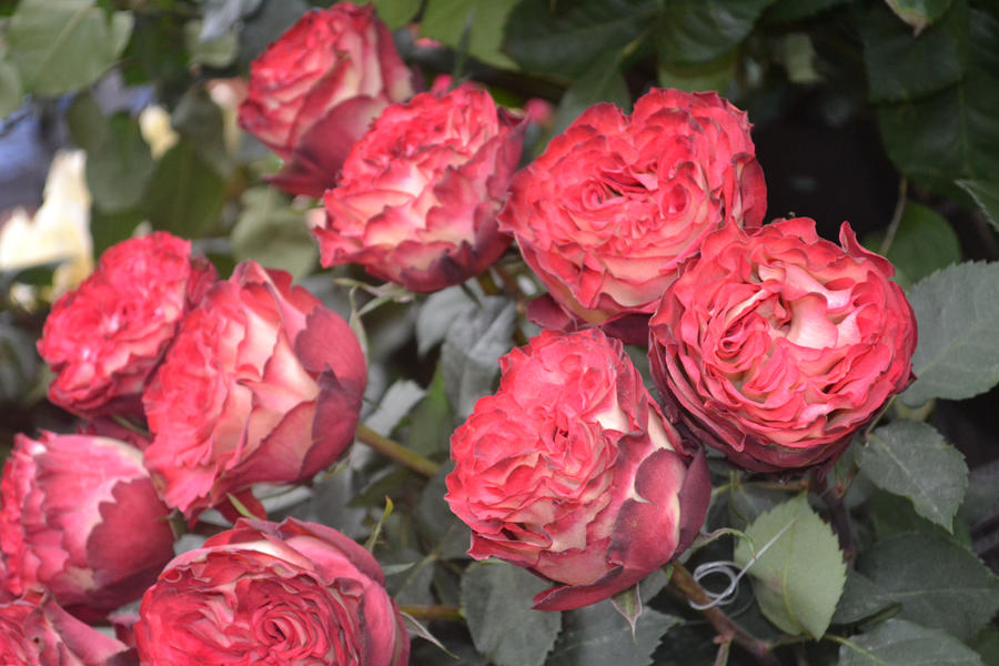 Rare Roses