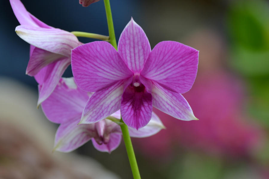 Small Orchid