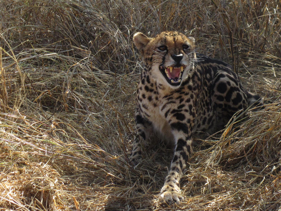 ...Mad Cheetah by VeritasDragonX on DeviantArt