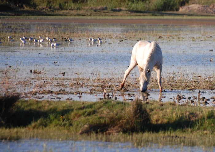 Camargue.