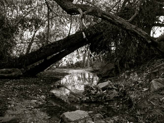 Black and white forest