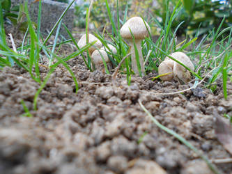 Mushrooms in my Garden