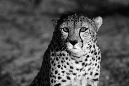 Black and White Cheetah