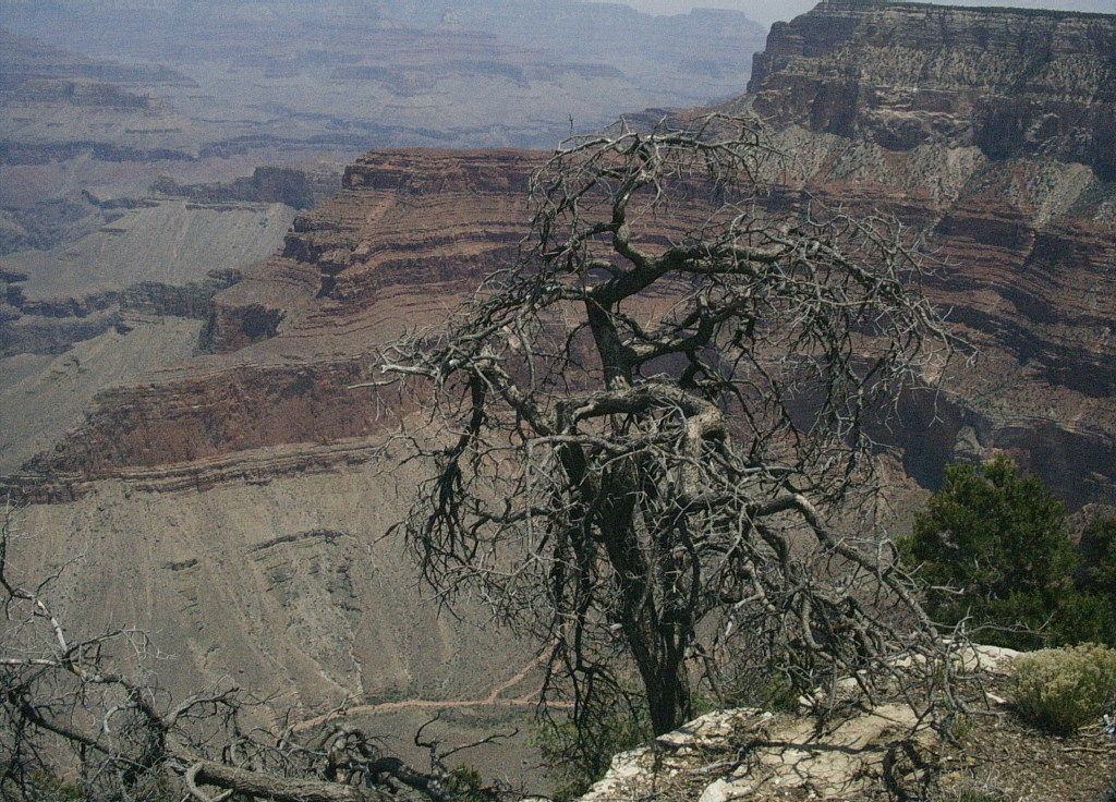 Raggedy Tree