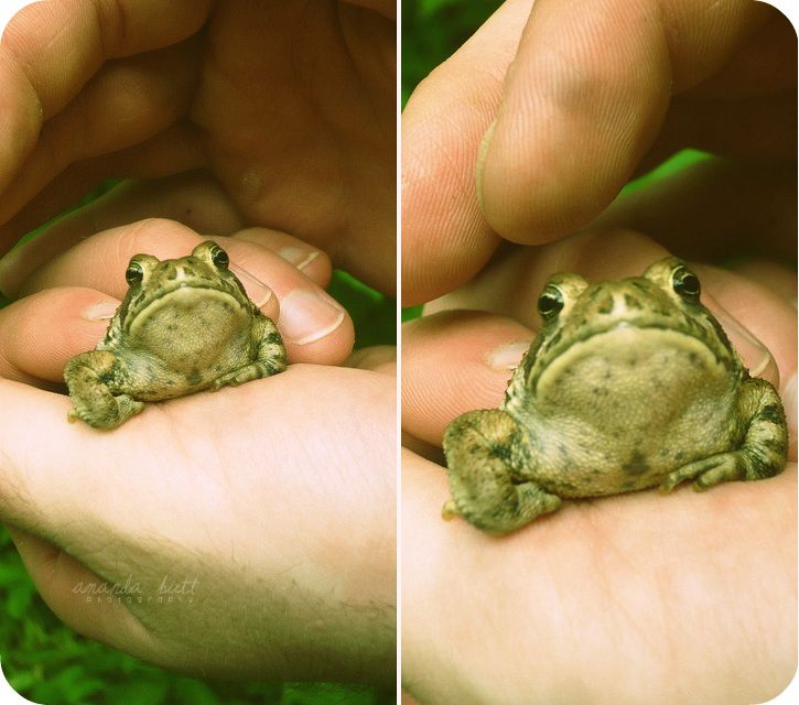 The Frog Prince