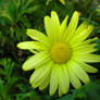 Yellow Flower