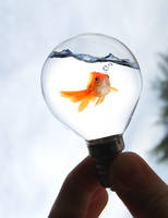 Light Bulb Fish