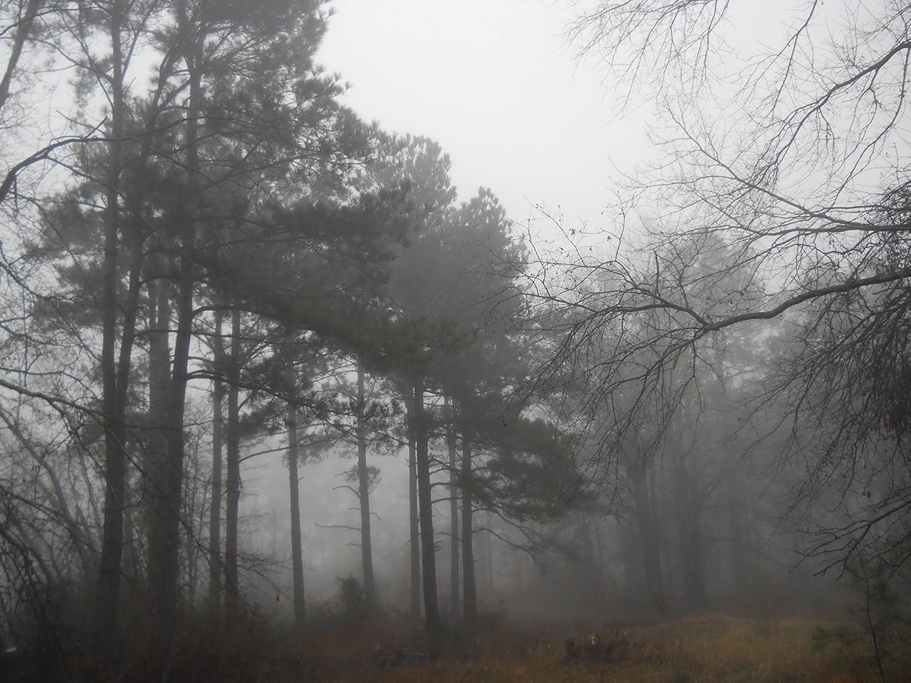 Foggy Day in the Woods 1