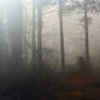 Foggy Day in the Woods 2