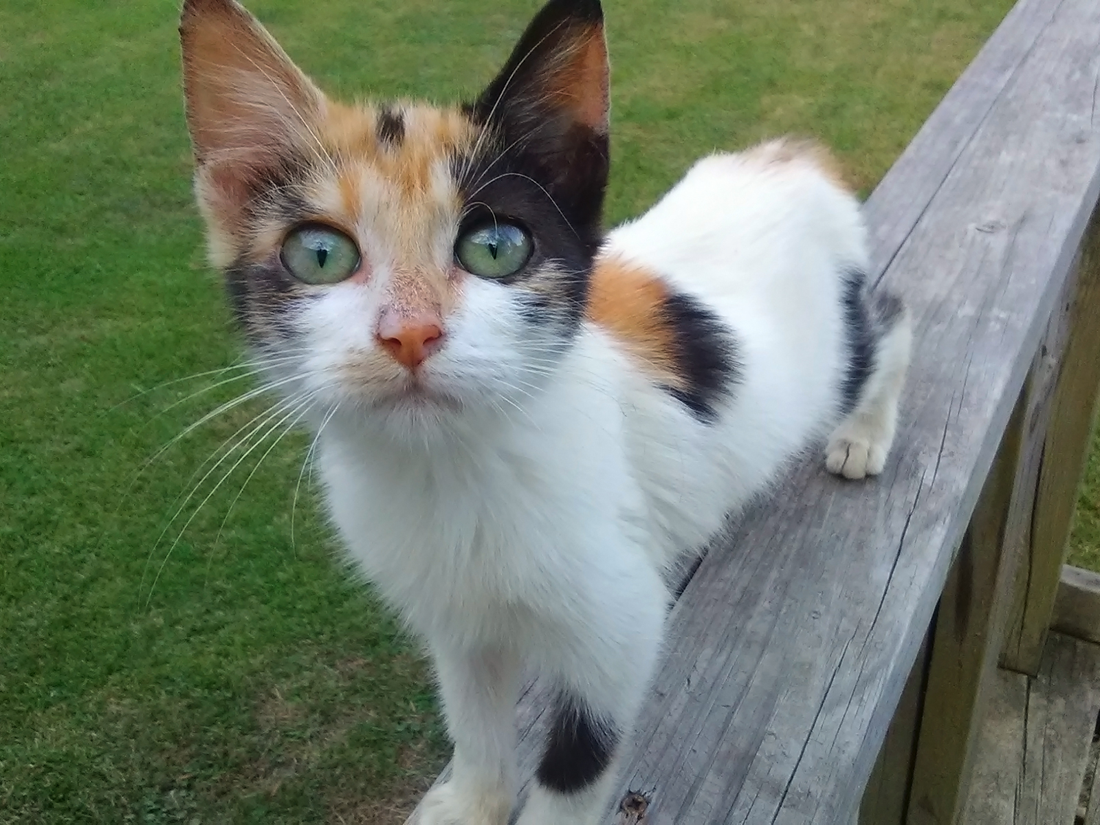 Yet Another Curious Kitten