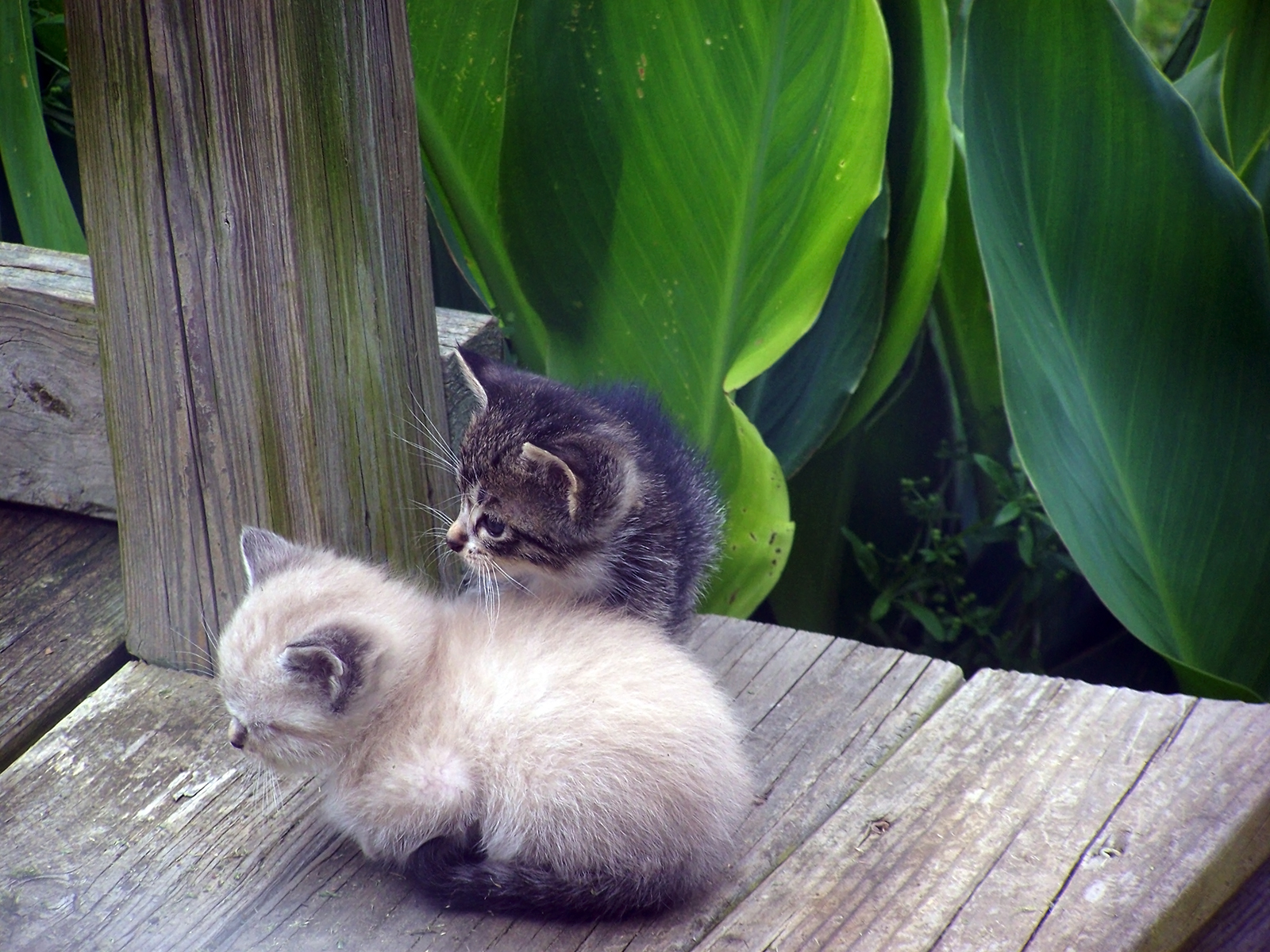 Curious Kittehs