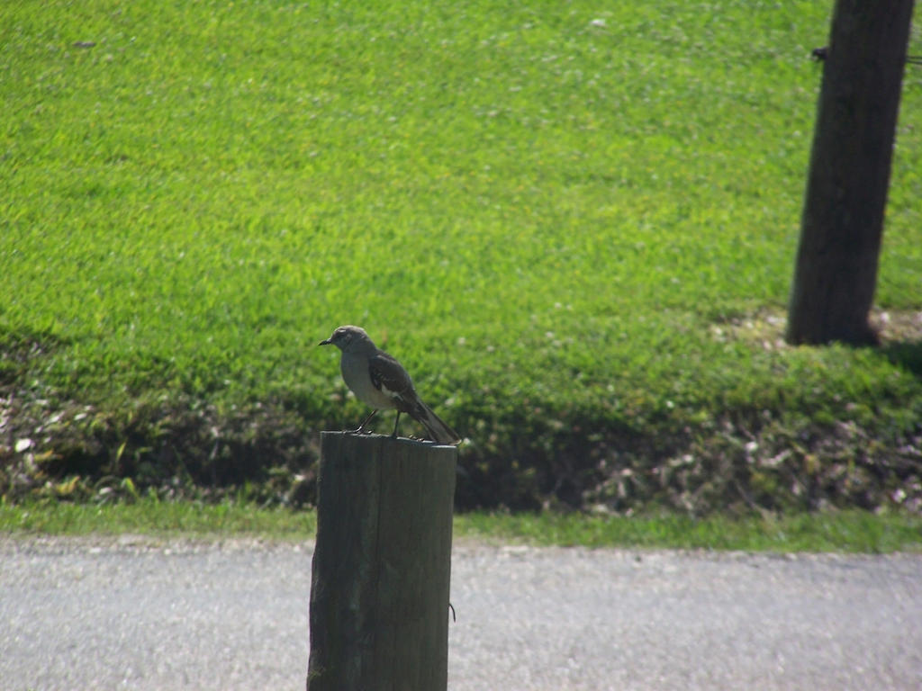 Bird on a Post