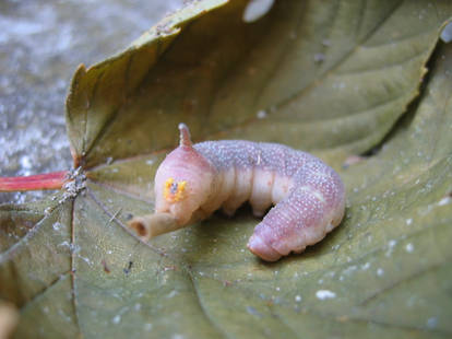 Pink Caterpillar