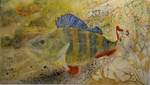 Aborre - Perca Fluviatilis by Sparroweye1