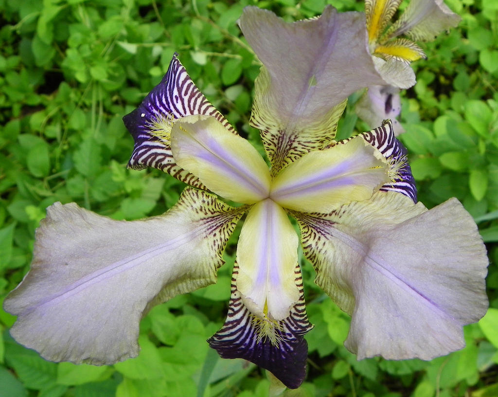 Iris