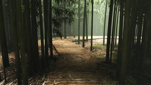 Path in Bamboo Forest