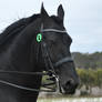 Friesian Stallion