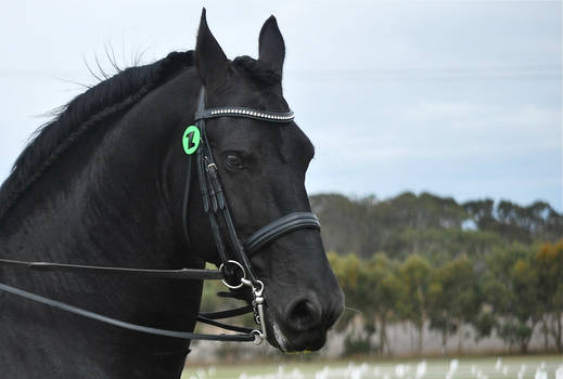 Friesian Stallion