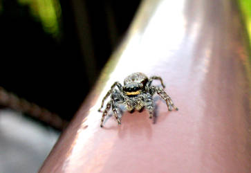 Jumping spider - salticidae