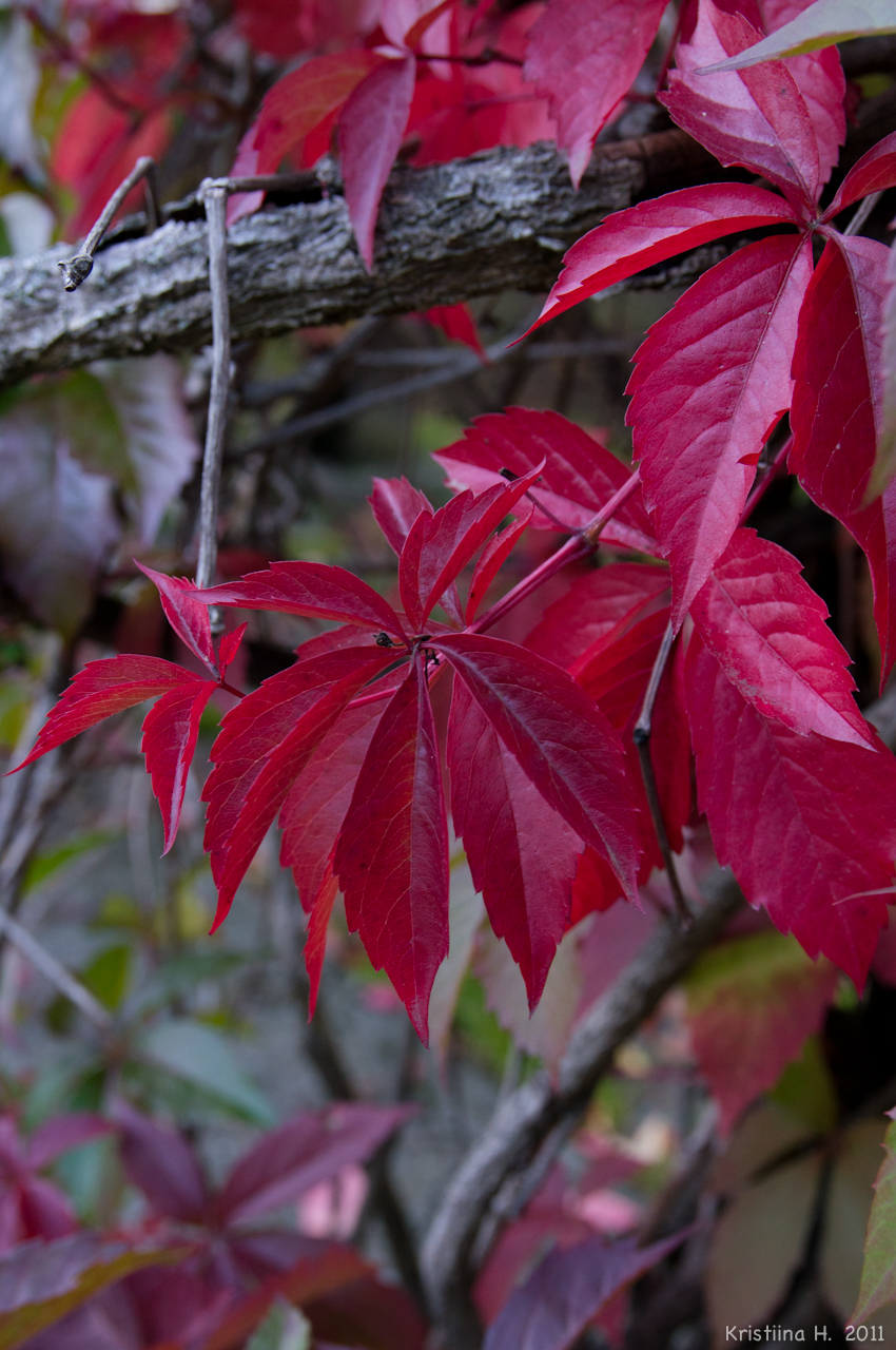 Autumn Colours: Red