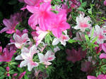 Azalea Wallpaper by AngelaSasser-photos