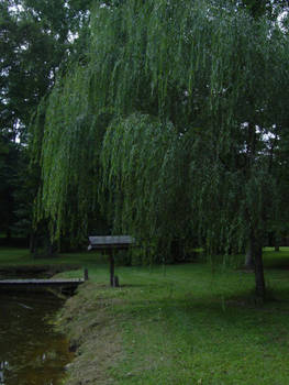 Weeping Willow Reference