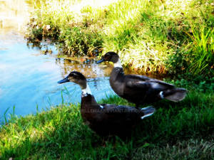 Two Ducks in a Pond