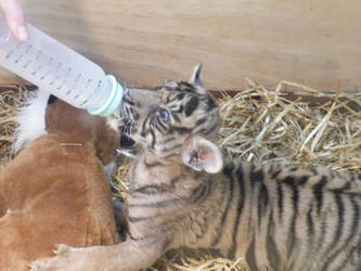 Newborn tiger cub