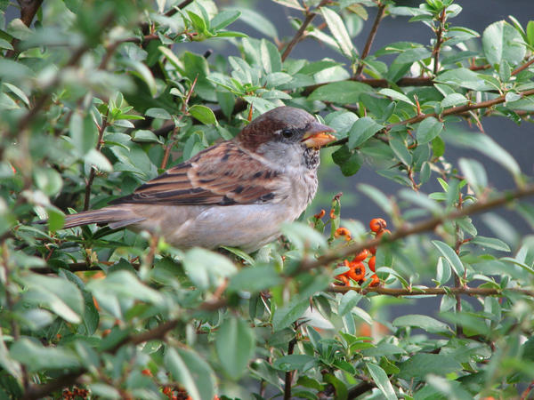 Berry the Bird