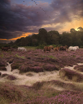 Premade background - Sunset in the purple valley