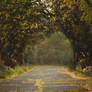 Premade background - Abandoned forest road