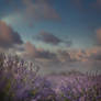 Premade background - Lavender meadow