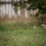 Premade background - Green grass low angle