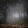 Premade background - Foggy forest