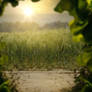 Premade background - Leaves framed field