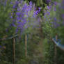 Premade background - Bluebell Meadow