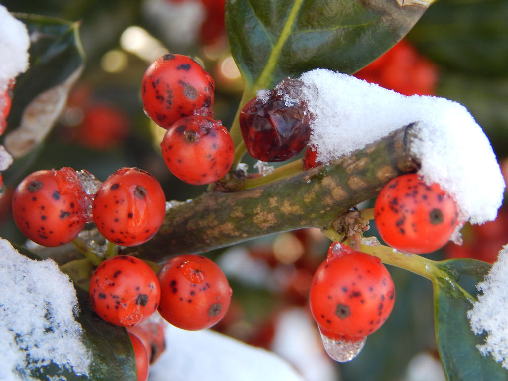 Chilled Berries