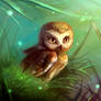 owlet