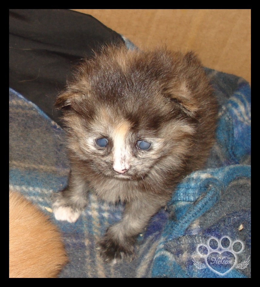 2009 Kitten 1