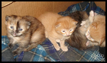 2009 Kitten 8