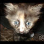 2009 Kitten 10