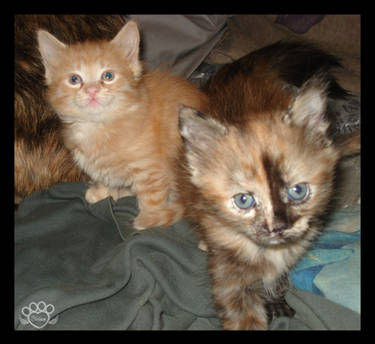 2009 Kitten 13