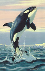 Other Killer Whale