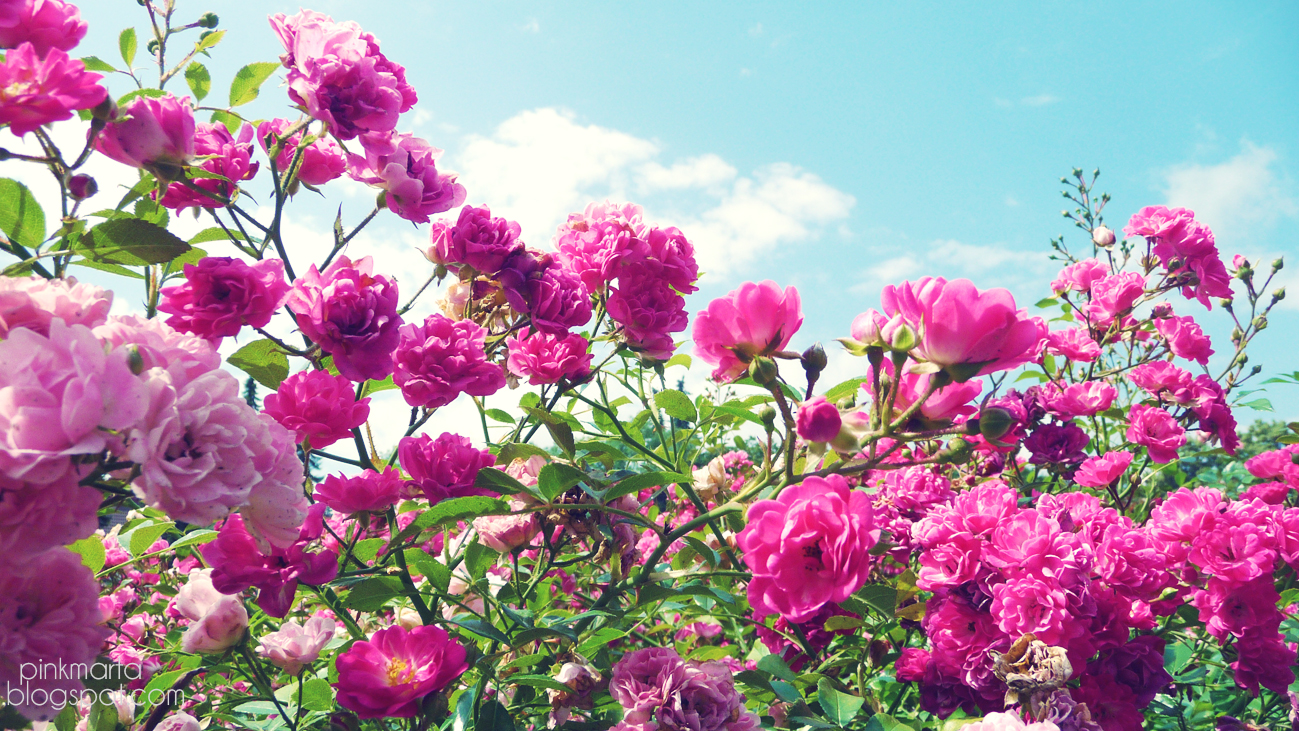 Pink Flowers