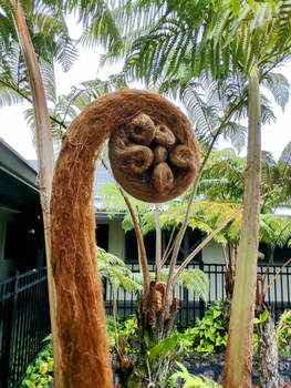 Giant Fern Curl