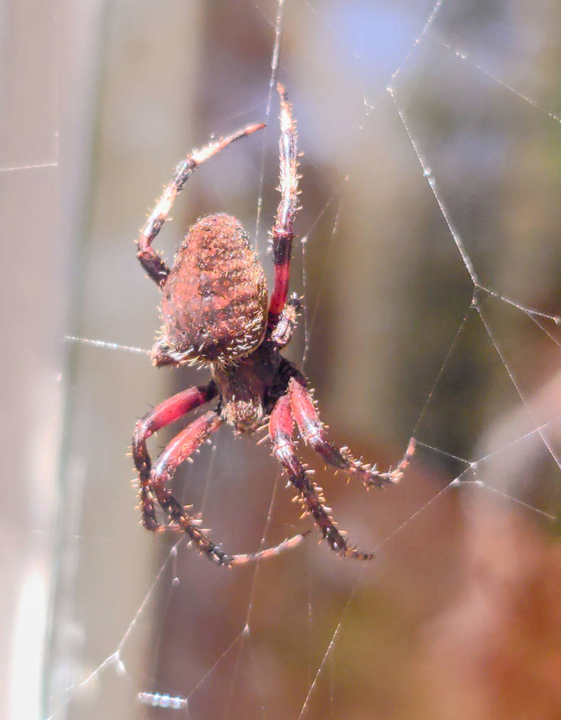 Red Orb Weaver in Autumn by Leru66 on DeviantArt