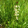 Butterfly Orchid at Auchindrain