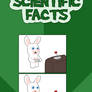 Bunnies: Even more facts